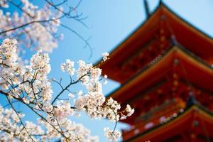 Japanese Colorful Pink Cherry Blossoms Sakura with a traditional pagoda under a clear blue sky during spring season in Kyoto, Japan