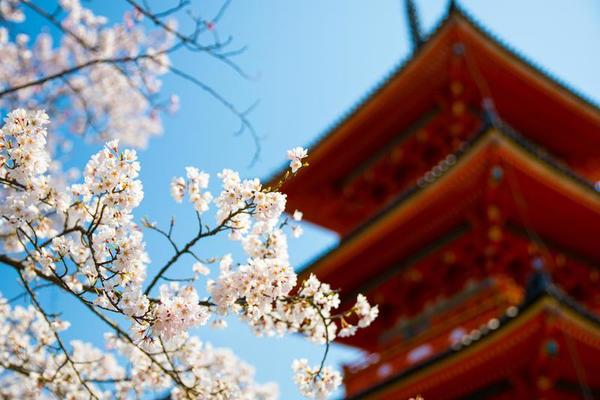 SAKURA SNOW - JAPAN PAGODA TEMPLE ASIA CHERRY BLOSSOM PINK FLOWERS -  WATERCOLOUR