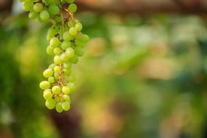 Bunches of white wine grapes photo