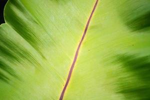 Fern leaf close up photo