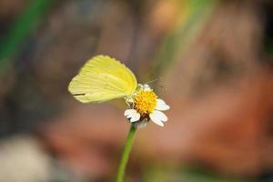 Close up butterfly photo