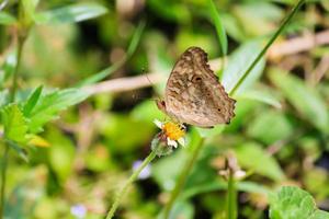 Close up butterfly photo