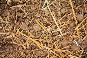 Cow manure texture background photo