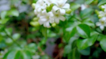 murraya paniculata o nombre orang jessamine, boj de china, andaman satinwood, arbusto de boj chino. flores blancas que son fragantes por la noche
