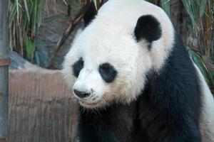 oso panda gigante hambriento comiendo foto