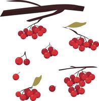 Rowan. various bunches of ripe red and burgundy berries vector