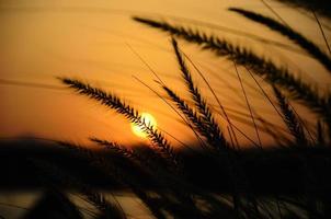 grasses at sunset photo