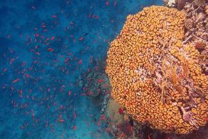 large brain coral photo