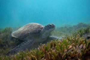 hawksbill turtle eats seagrass photo