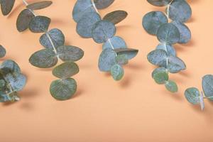 hojas de eucalipto sobre un fondo naranja. hojas verdes azules en las ramas para un fondo natural abstracto foto