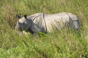 rinoceronte indio en las praderas foto