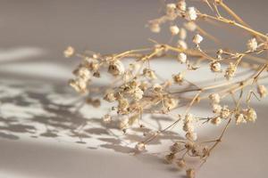 Abstract floral background with dry small gypsophila flowers with shadow on a beige background. Variable focus