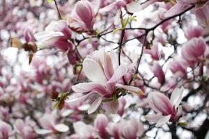 flor de magnolia de cerca foto