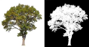 isolated big tree on white background with clipping path photo