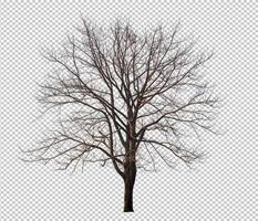 Tree without leaf on transparent background picture with clippings, leafless tree or death tree cut out from original background and selected photo