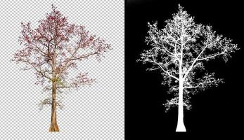 árbol de flores de color rojo sobre fondo de imagen transparente con ruta de recortes, canal alfa en la imagen para una fácil selección foto