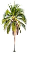 coconut tree on white background photo