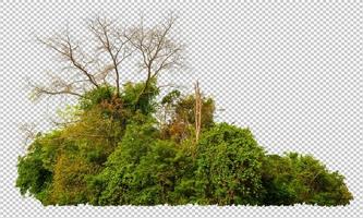 capa de bosque de alta resolución tomada por la técnica panorámica para la forma y el detalle, cortar el bosque del fondo original y reemplazar el nuevo fondo con una ruta de recorte o una selección dentro foto