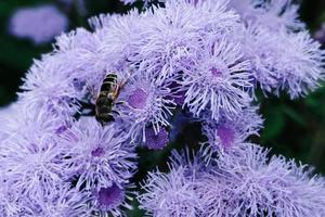 Bee pollinates beautiful lilac flowers photo