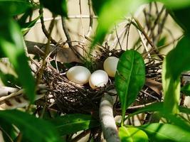 huevo de Pascua en su nido en las ramas de un árbol. foto