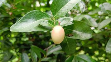 Single Carissa carandas and green leaves are healthy fruits photo