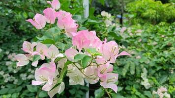 Pink Blooming bougainvillea flowers blur background green leaves photo