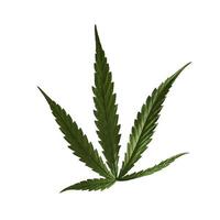 primer plano de hojas de cannabis o una hoja de cáñamo verde sobre fondo blanco aislado, marihuana como hierba medicinal recortada del fondo con camino de recorte, vista superior, plano, de arriba hacia abajo. foto