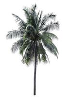 One big  coconut tree with clipping path on isolate white blackground. photo