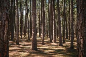 bosque de pinos naturales de bosque tropical, paisaje paisajístico de la planta natural. Fondo de patrón de tronco de pinos con luz solar. hermosa escena de parque de pinos y área verde ambiental. foto