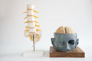 modelo de cerebro y columna lumbar sobre fondo blanco foto