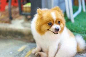 perro pomeraniano sentado en el piso de concreto foto