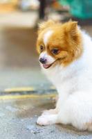 Pomeranian dog sitting on the concrete floor photo