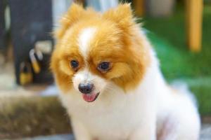 perro pomeraniano sentado en el piso de concreto foto