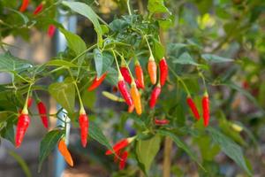 Colorful of chili plant photo