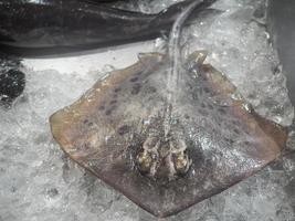 primer plano de pescado fresco de raya a la venta en el mercado foto