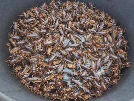 primer plano de insectos grillo a la venta en el mercado foto