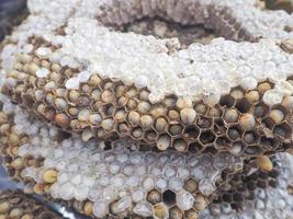 Close-up of wasp nest with larva for sale photo