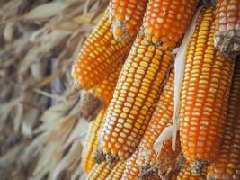 Close-up of ripe dried corn cobs hanging photo