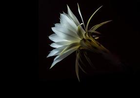 Color blanco con mullido peludo de flor de cactus sobre fondo negro foto