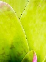 textura detallada y espinas en el borde de las hojas de bromelia foto