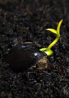 Bud leaves of young plant seeding in forest photo