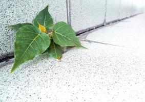 Small Banyan tree Growing up in the building photo