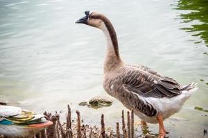 Gray goose stand in lake photo