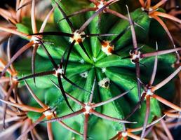 Curvas y grandes espinas de cactus, planta suculenta de cerca foto