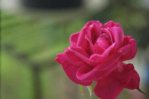 pequeñas rosas rojas que florecen en la mañana foto