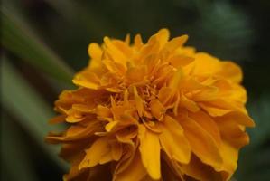 Yellow flower start to bloom in spring photo