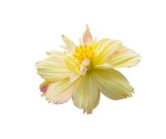 beauty fresh side view yellow pink  cosmos flower blooming and orange pollen. Isolated on white background with clipping path. photo