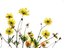 select focus fresh orange and yellow cosmos with green leaves and flower blooming on white background. photo
