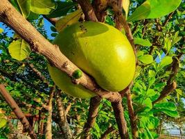 branch tree pin gourd green fruit. abnormal shape organic herb growing. photo