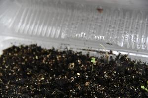 Germinating plants in spring and seedlings photo